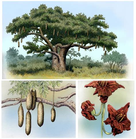 Sausage Tree By Willemsvdmerwe On Deviantart Tree Trees To Plant