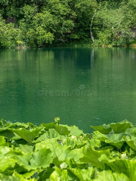 Small Lake In The Green Summer Forest With Turquoise Water Stock Photo