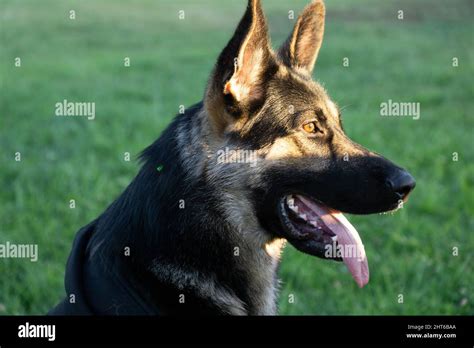 Are German Shepherds Mouthy