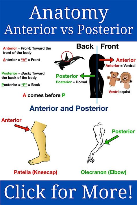 Anatomy Directional Terms Anterior Vs Posterior Study Notes Examples
