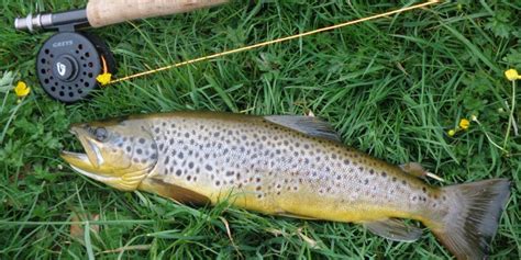 Brown Trout Country Sport Scotland