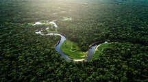 Amazonas: Der Regenwald brennt und das kannst du tun und helfen