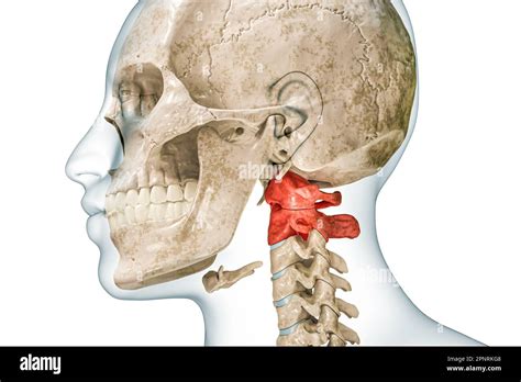 Atlas And Axis Cervical Vertebrae In Red With Body 3d Rendering