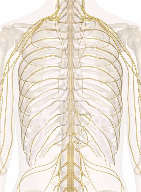 The muscles of the shoulder and back chart shows how the many layers of muscle in the shoulder and back are intertwined with the other relevant systems and muscles in adjacent areas like the spine and neck. Nerves of the Chest and Upper Back