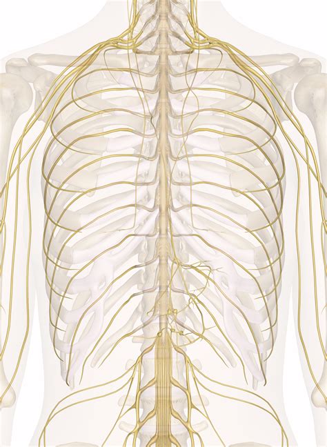 Muscles of the torso, as well as muscles in the arms or legs, can give the impression of a thin or athletic person. Nerves of the Chest and Upper Back