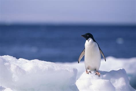 Penguin Computer Wallpapers Desktop Backgrounds 2560x1715 Id367222