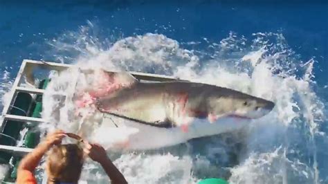 video captures moment great white shark breaks open cage with diver inside abc news