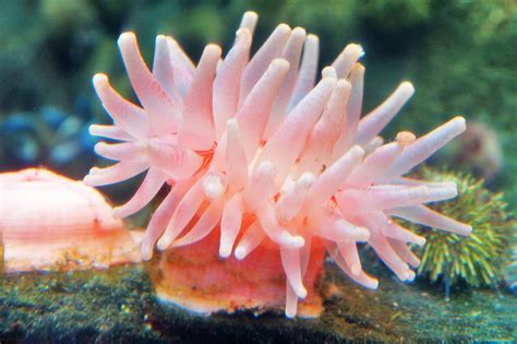 Filea Bright Pink Sea Anemone Panoramio Wikimedia