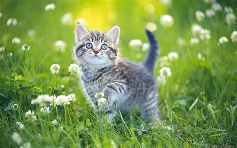 Kitten In Flower Field