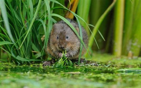 ‘ratty Begins Fightback But Water Voles Are Still In Desperate Need