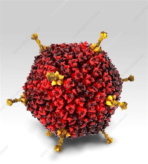 Hadv's dividend yield, history, payout ratio, proprietary dars™ rating & much more! Adenovirus structure, artwork - Stock Image - C011/1353 - Science Photo Library