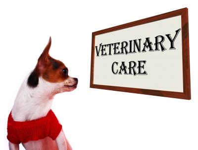 This embrace review can help you decide if the company is right for you. Read Embrace Pet Insurance Reviews Before Buying | Your Pet Essentials