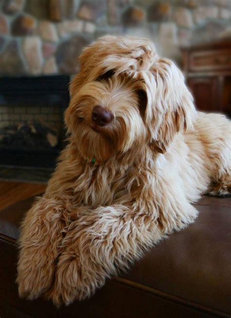 19 best Apricot Australian Labradoodles images on Pinterest
