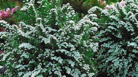 Home White Flowering Shrubs Shade Shrubs Drought Tolerant Garden