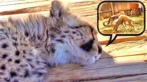 Do Cheetah Cubs Dream Cute Baby Cat Falls Asleep And Runs