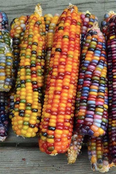This Corn Is Officially The Prettiest Vegetable Weve Ever Seen Glass