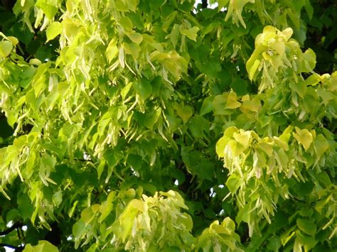 Tilia Cordata Winterlinde Kleinbladige Linde De Tuinen Van Appeltern