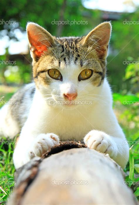 Lying Cat Stock Photo By ©nuchylee 38333461