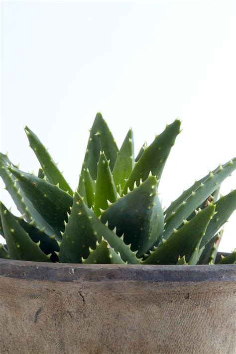 10 Of The Best Succulents For Beginners To Grow As Houseplants