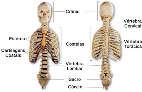 Sistema Esquelético Osteologia Estudo Dos Ossos Lucas Simões