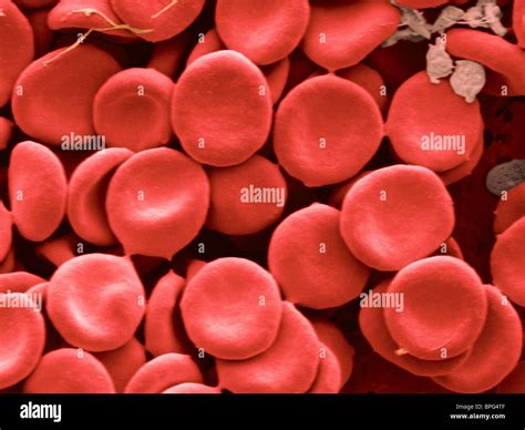 Human Blood Cell Under Microscope