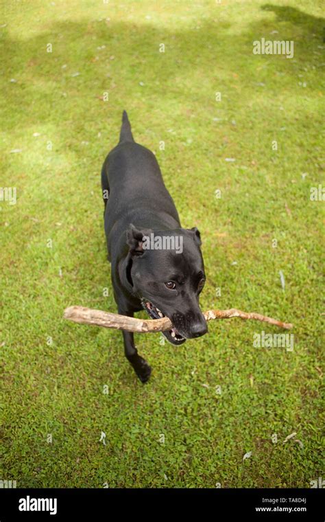 Black Dog Carrying Large Stick In Mouth Stock Photo Alamy