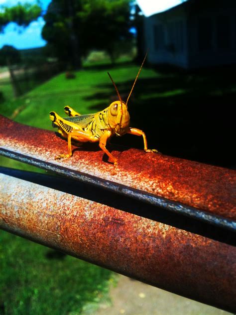 Well Done Grasshopper Animals Photo Grasshopper