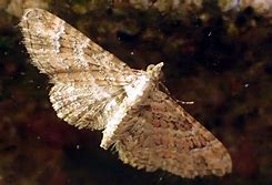 Image result for picture of a brown moth of a truck's windshield