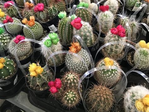 How To Care For Cactus Strawflower Succulents Network