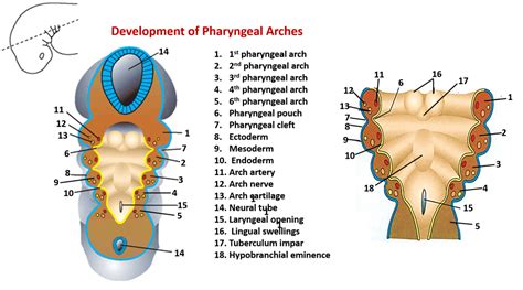 Development Of Pharyngeal Arches Pouches Anatomy Qa