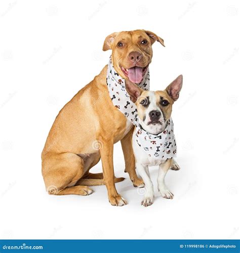 Two Friendly Dogs Big And Small Together Stock Photo Image Of