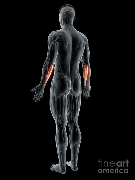 Flexor Carpi Ulnaris Muscle Photograph By Sebastian Kaulitzki Science Photo Library Fine Art