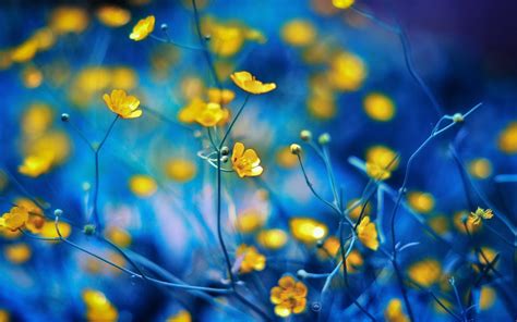 Yellow And Blue Wallpapers Wallpaper Cave