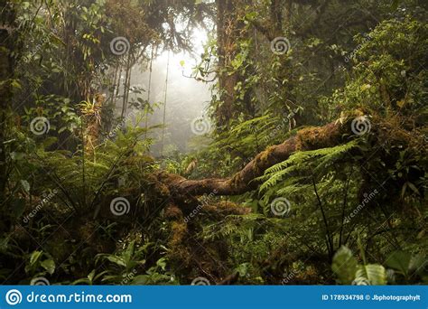 Rainforest Trees In Monteverde Cloud Forest Costa Rica Stock Photo