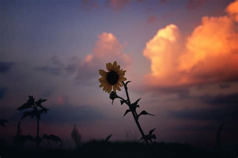 Sunset Flower Of Texas Grégory Massal Photography