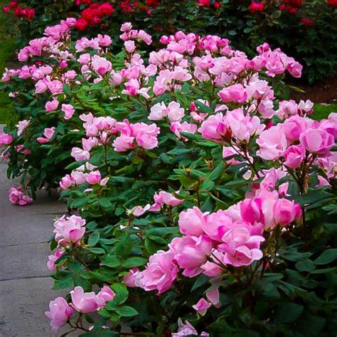 Pink Knockout Rose Bushes For Sale Online The Tree Center
