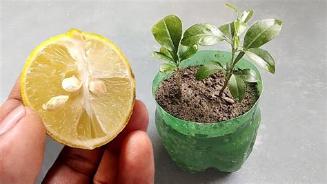 How To Plant Lemon Seeds Easily At Home Grow Lemon From Seeds Youtube