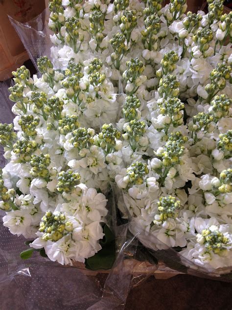 Your flowers will arrive to your doorstep from 48 to 72 hours after harvesting to any zip code in the us, assuring freshness while providing incredible value and convenience. Wholesale Fresh Flowers for DIY weddings and events ...