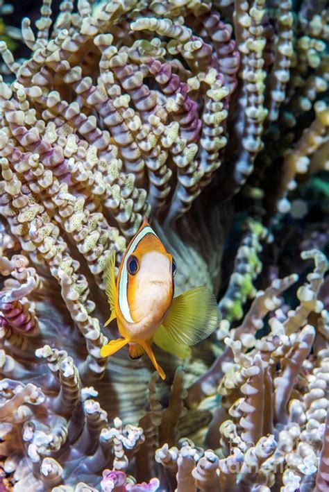 Clark S Anemonefish And Beaded Anemone Photograph By Georgette Douwma Science Photo Library Pixels