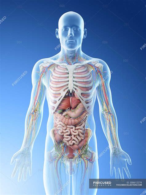 Male Human Body Organs 3d
