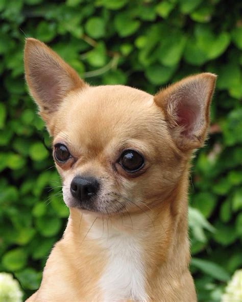 Chihuahua Chihuahua Puppies Cute Puppies Dogs And Puppies Cute Dogs