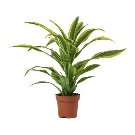Was dracaena fragrans janet craig. Dracaena fragrans Janet Lind - Purify Your Air - Hortology