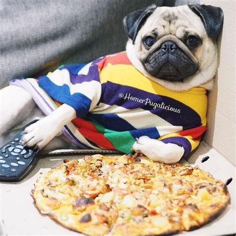 15 Pictures Proving That Pugs Have A Special Relationship With Pizza