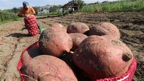 Bagaimana Potensi Ekspor Ubi Jalar Indonesia Agrozine
