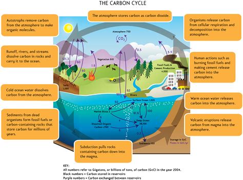 Bio 11 11 Carbon Cycle