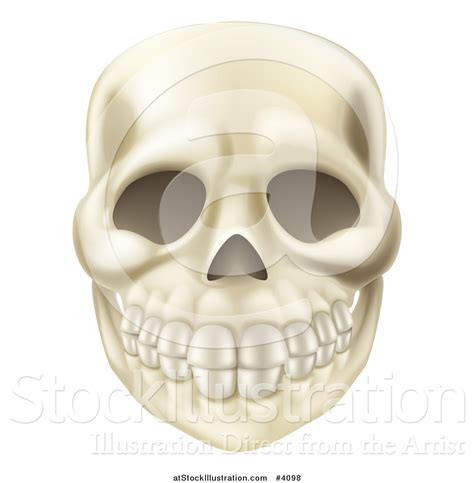 Vector Illustration Of A Smiling Human Skull By Atstockillustration 4098