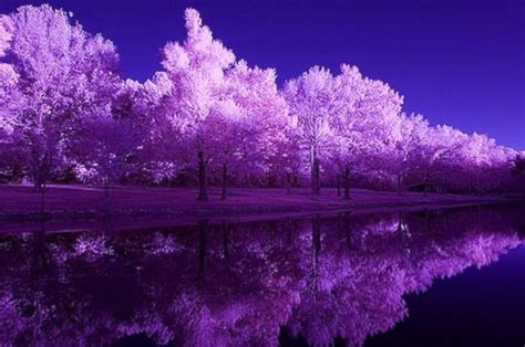 Purple Reflection Purple Trees Best Nature Wallpapers Landscape