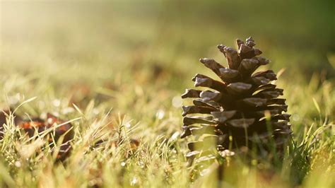 Brown Pine Cone Pine Cones Grass Sunlight Macro Hd Wallpaper