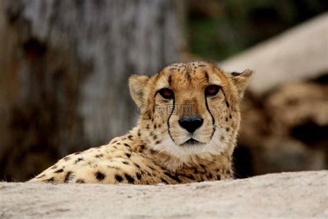 猎豹猫野生动物高清图库素材免费下载图片编号7147206 六图网
