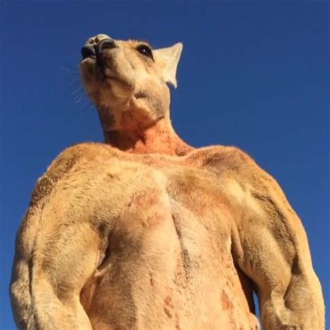 Roger The Kangaroo Flexes His Giant Muscles In An Effort To Make His